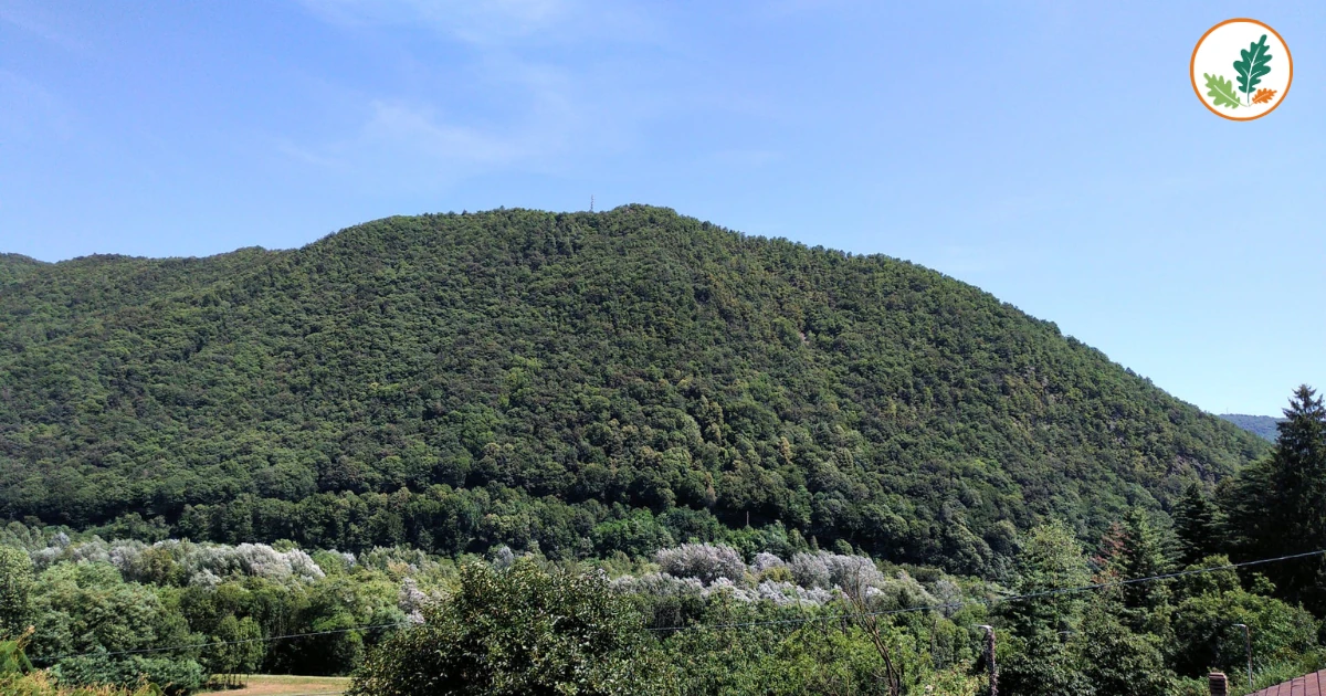 
Nella foto il bosco a Villar Perosa (TO) donato donato al FFI dalla signora Maria Gabriella in ricordo del marito Camillo