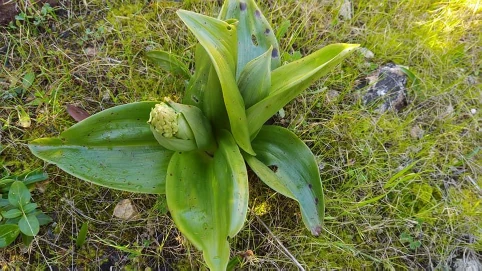 Himantoglossum robertianum