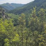 Looking outward from the 7 valleys woods